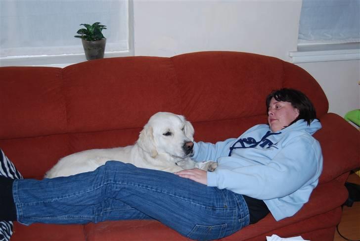 Golden retriever Bamse - hygger med mor på sofaen men gider ikke være her normalt  billede 7