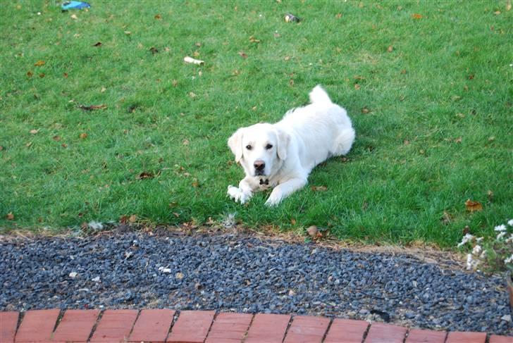 Golden retriever Bamse - slapper af i haven  billede 9