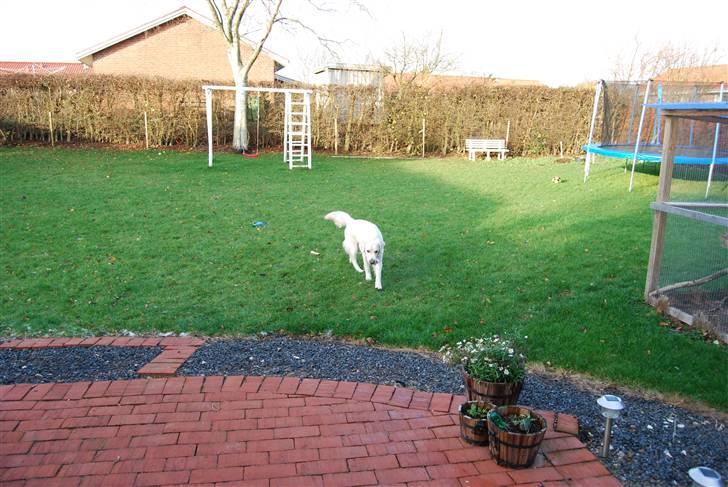 Golden retriever Bamse - viiiii hun piftet på mig  billede 10