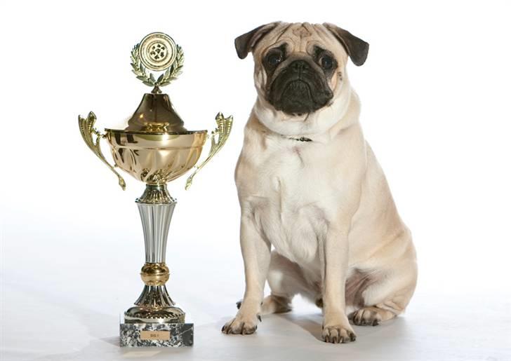 Mops Laban - Laban best in show. Dansk Champion på udstilling d. 15.11.2009 billede 6