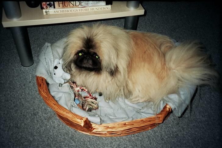 Pekingeser Tudse R.I.P - Himmelhund - hej mor ser jeg ikke sød ud, nu hvor jeg ligger her med mit legetøj. billede 13