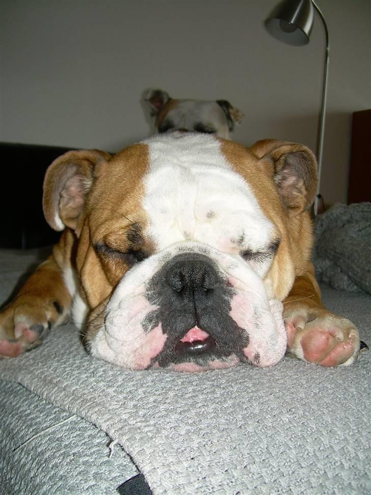 Engelsk bulldog Holger - Er'sujo billede 3