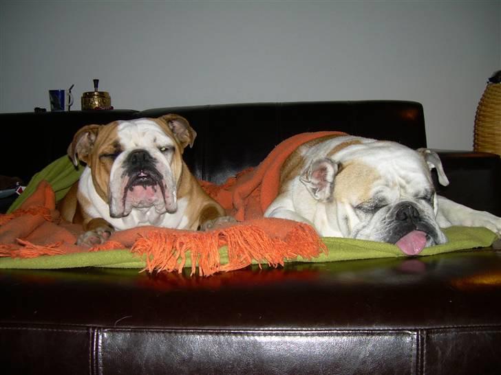 Engelsk bulldog Holger - Er'sujo billede 4