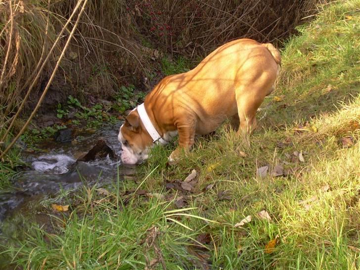 Engelsk bulldog Holger - Er'sujo billede 5