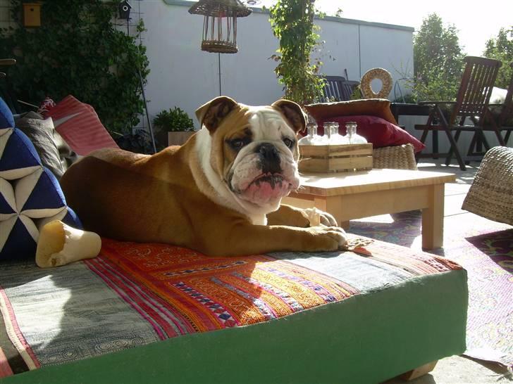 Engelsk bulldog Holger - Er'sujo billede 6