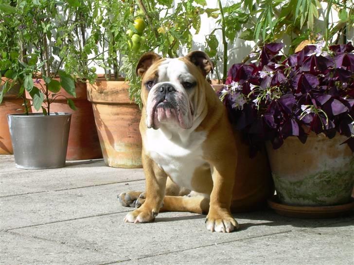 Engelsk bulldog Holger - Er'sujo billede 7