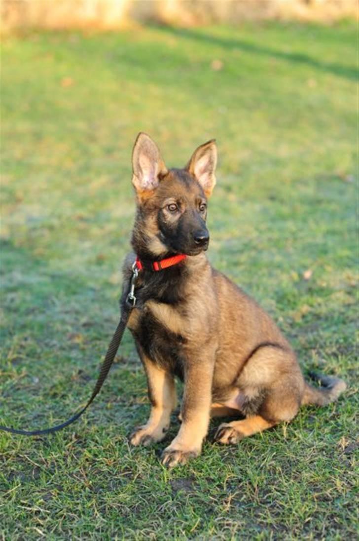 Schæferhund Scharif's Amy R.I.P - jeg er da dejlig billede 1