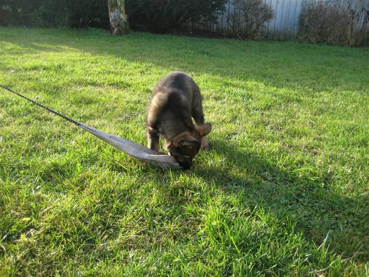 Schæferhund Scharif's Amy R.I.P billede 2