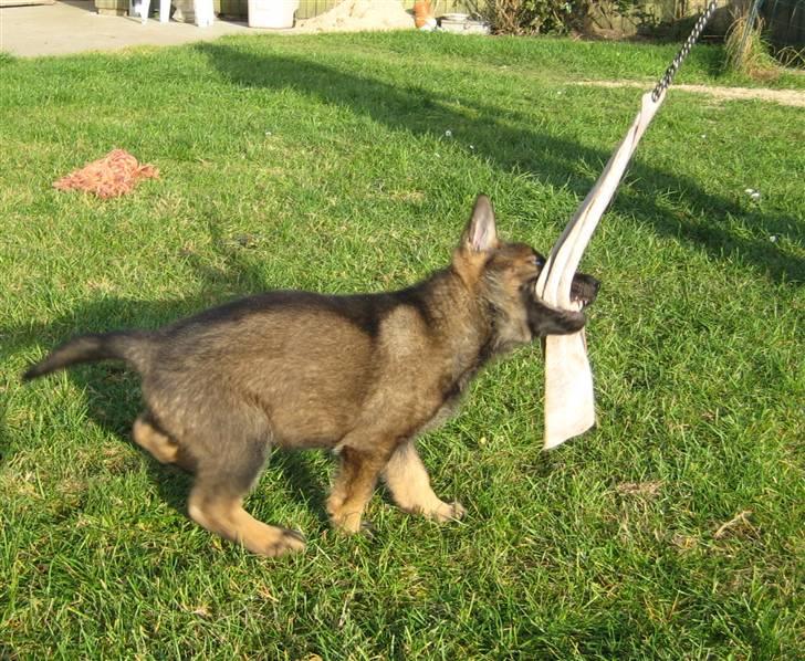 Schæferhund Scharif's Amy R.I.P - allerede fuldt greb :-) billede 3