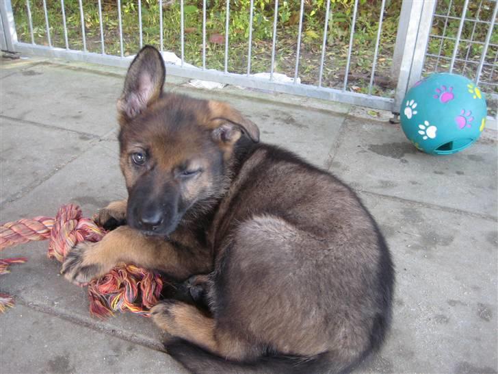 Schæferhund Scharif's Amy R.I.P - Er lidt træt nu billede 4