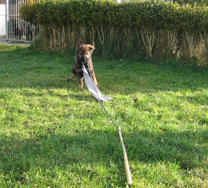 Schæferhund Scharif's Amy R.I.P billede 5