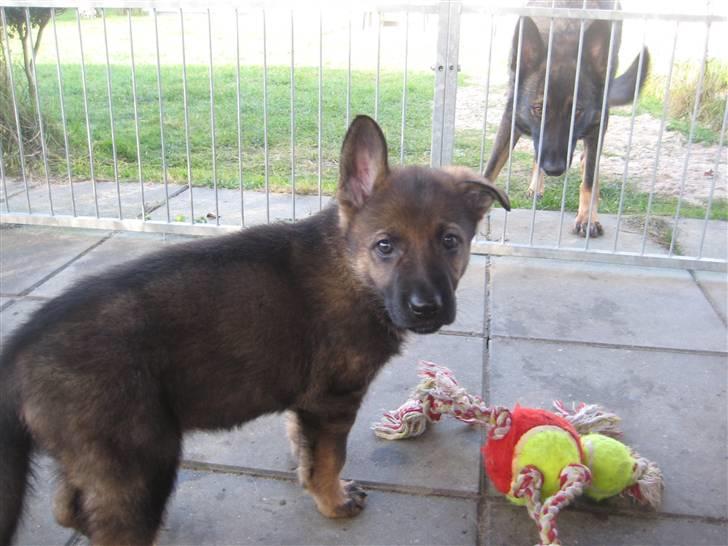 Schæferhund Scharif's Amy R.I.P billede 6