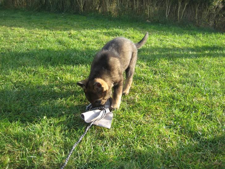 Schæferhund Scharif's Amy R.I.P billede 7