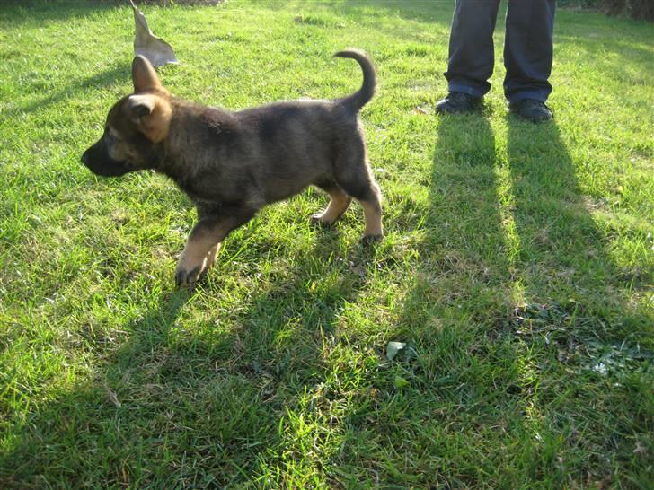 Schæferhund Scharif's Amy R.I.P billede 8