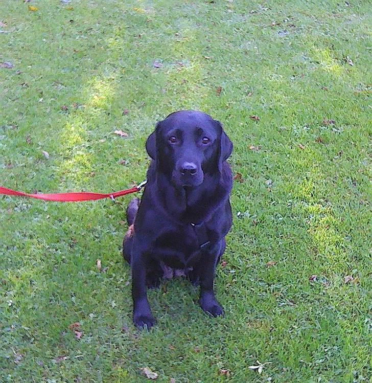 Labrador retriever Laika - Smuk som et stjerneskud !!!!!!!!!!!! billede 2