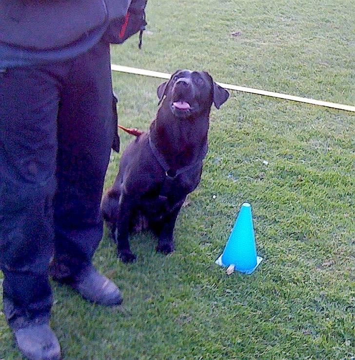 Labrador retriever Laika - Laika er "" PÅ "" billede 5