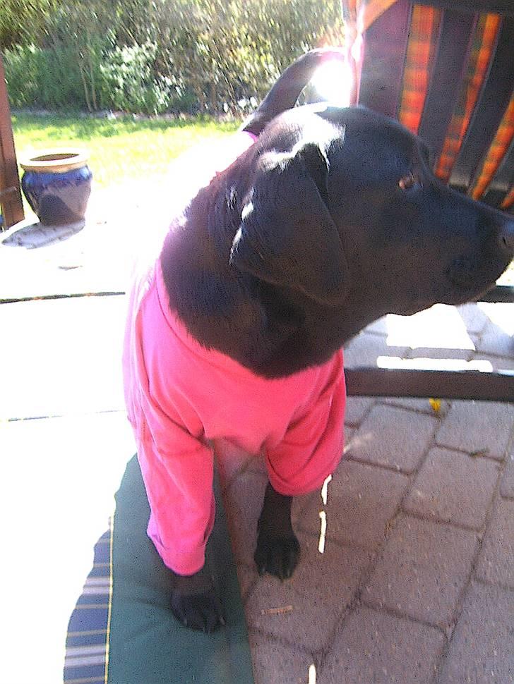 Labrador retriever Laika - Datteren skulle lige gi´ Laika t-shirt på ggg !!! billede 6