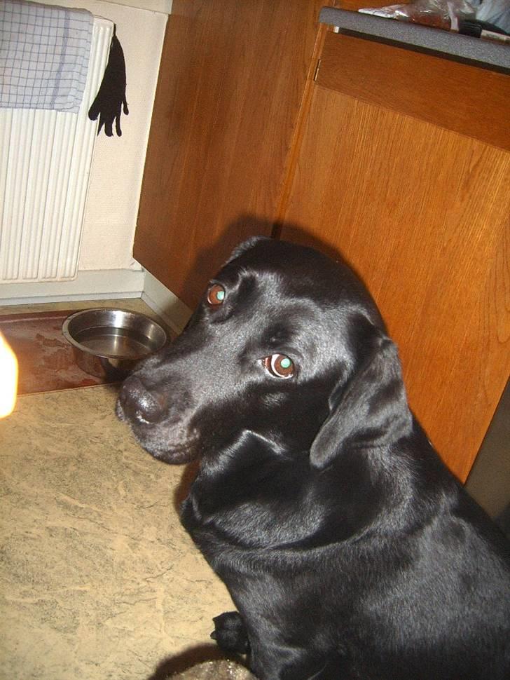 Labrador retriever Laika - Så er der gang i tiggeriet !!! billede 7