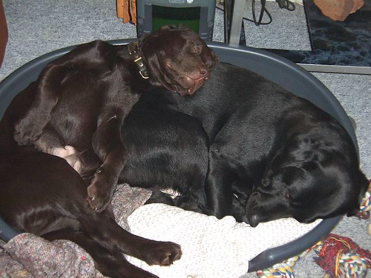 Labrador retriever Laika - Laika putter med lille Simba :o) billede 8