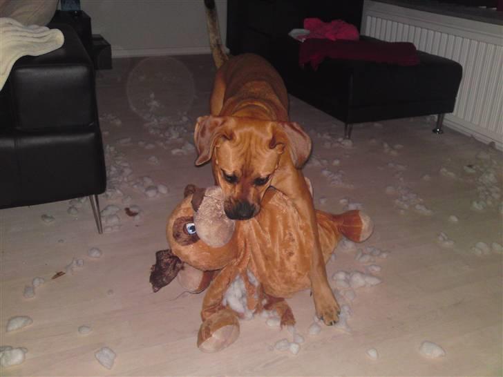 Blanding af racer Tyson billede 9