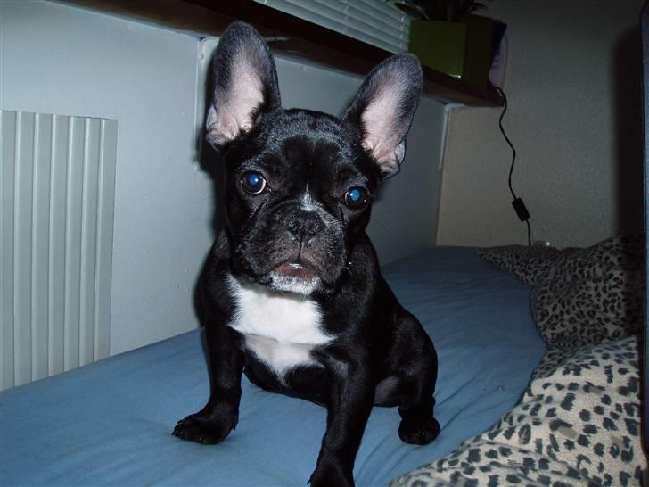 Fransk bulldog Babe - Babe som hvalp billede 1