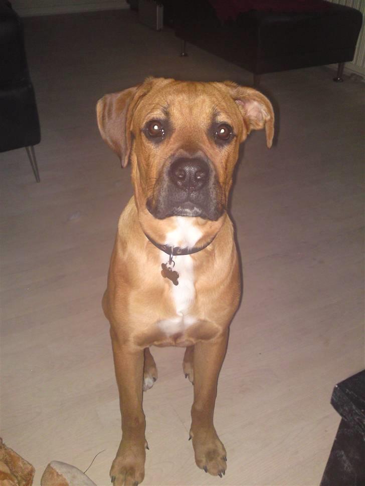 Blanding af racer Tyson billede 10