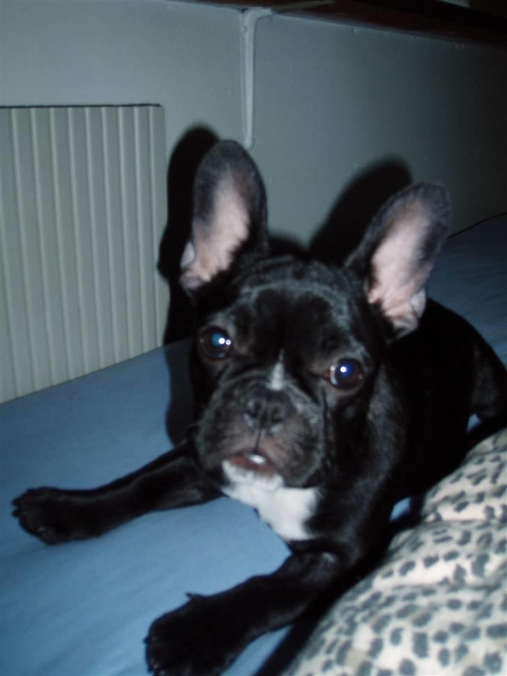 Fransk bulldog Babe - Babe som lille hvalp... billede 2