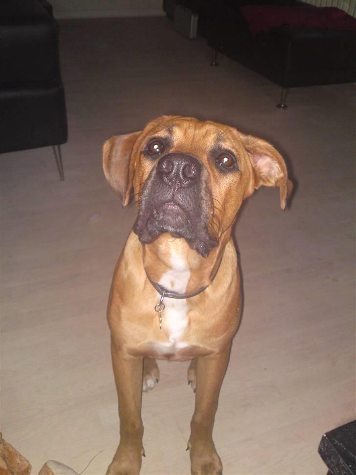 Blanding af racer Tyson billede 11