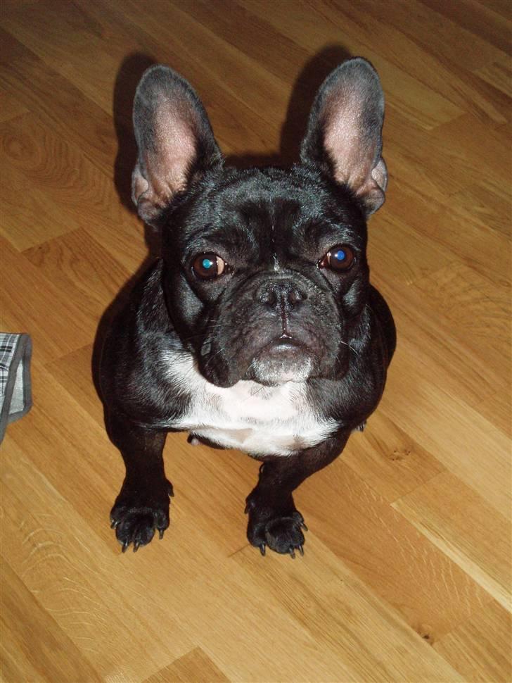 Fransk bulldog Babe - Babe november 2009 billede 3