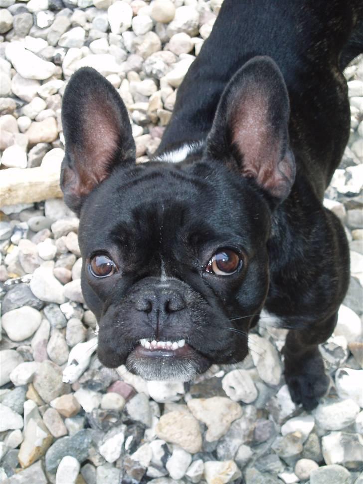 Fransk bulldog Babe - Babe September 2009 billede 4