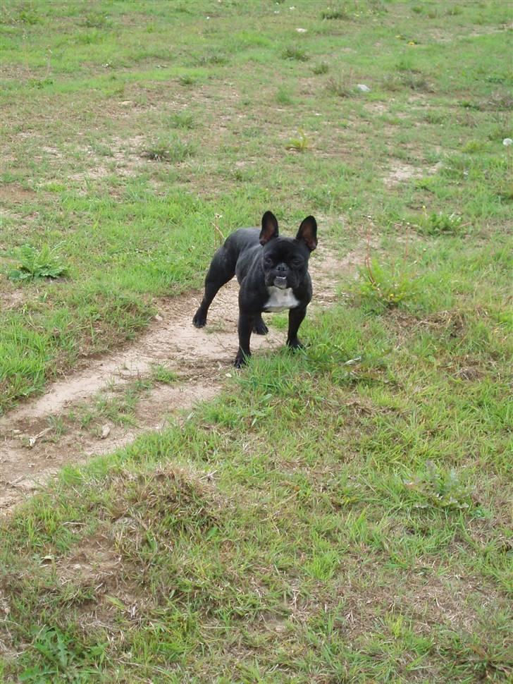 Fransk bulldog Babe - Babe sommeren 2009 billede 5