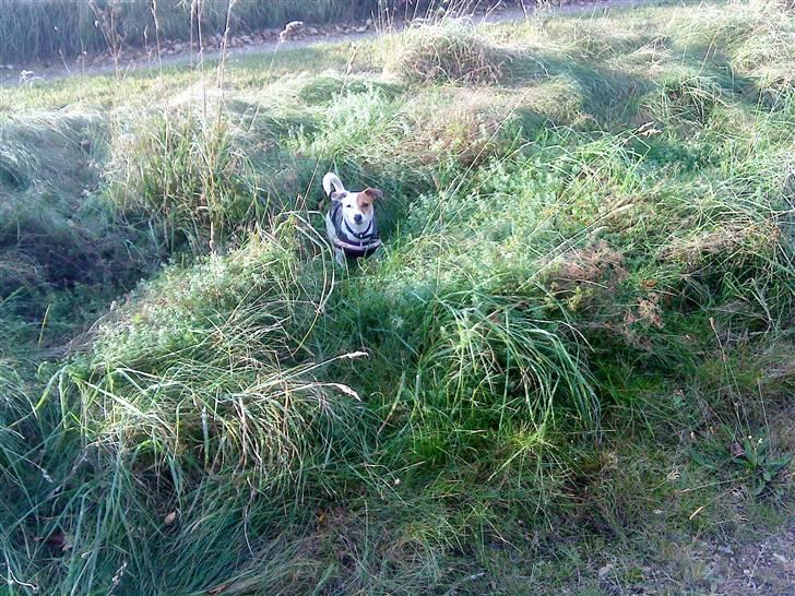 Jack russell terrier Thess billede 8