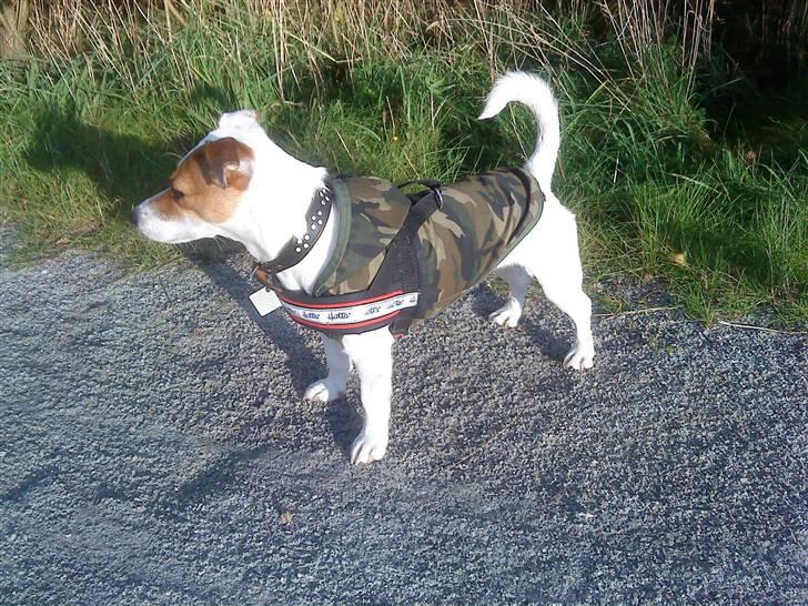 Jack russell terrier Thess billede 9