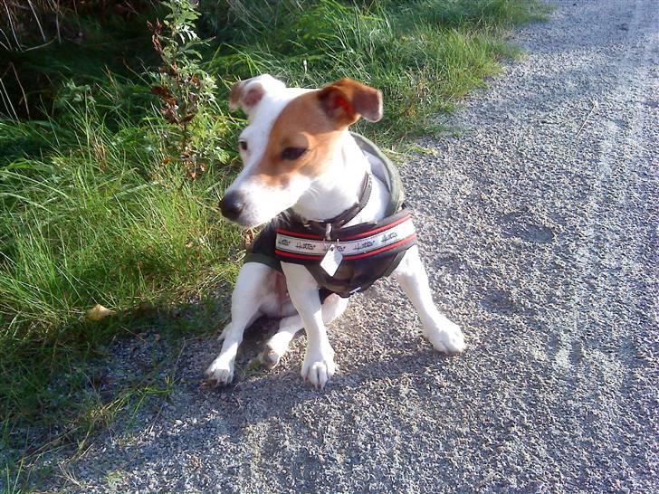 Jack russell terrier Thess billede 10