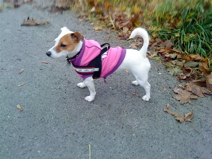 Jack russell terrier Thess billede 11