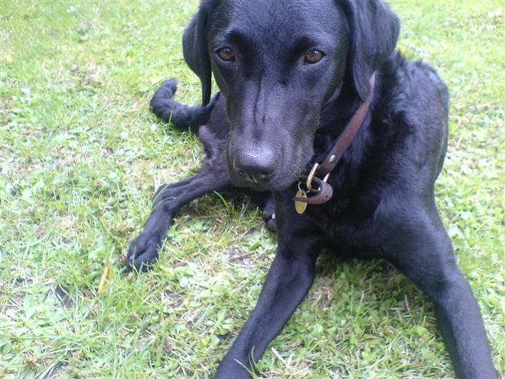 Labrador retriever Leica - Det bedste billed af dig!<3 Elsker dig minskat!<3 Du er min bedsteven!<3 billede 1