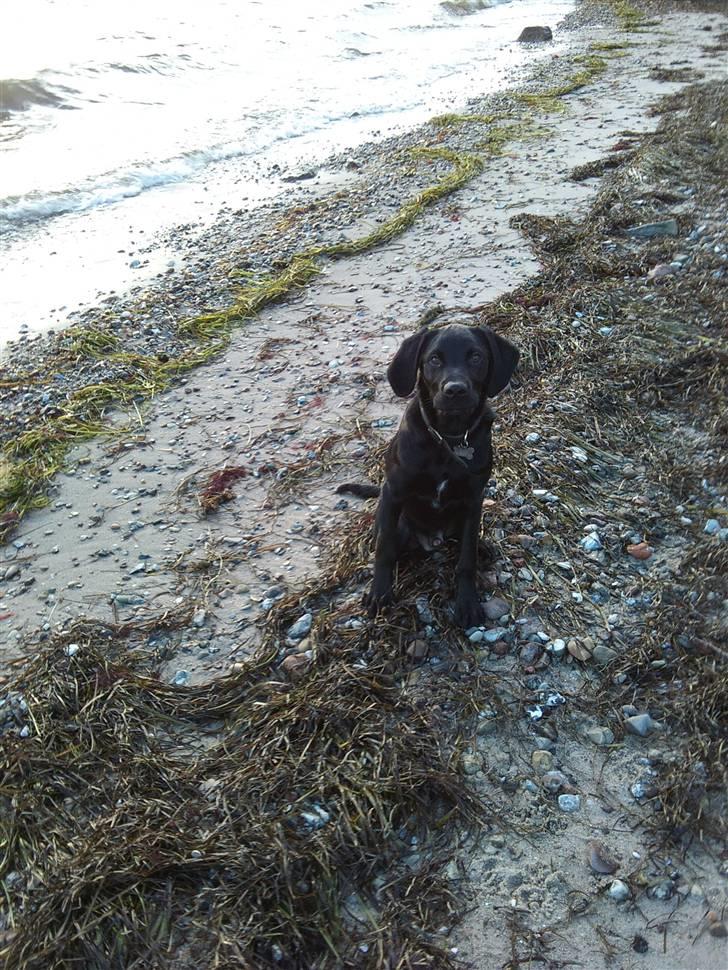 Labrador retriever / Breton Chico - 5 måneder gammel. den daglige tur på stranden billede 19