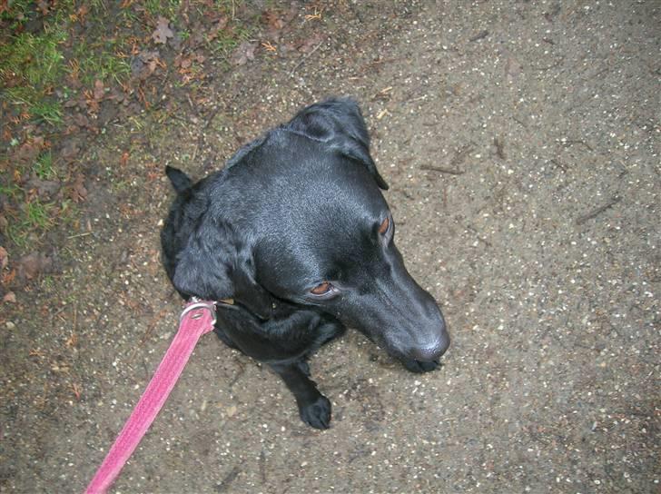 Labrador retriever Leica - ELSKER DIG!<3 billede 2