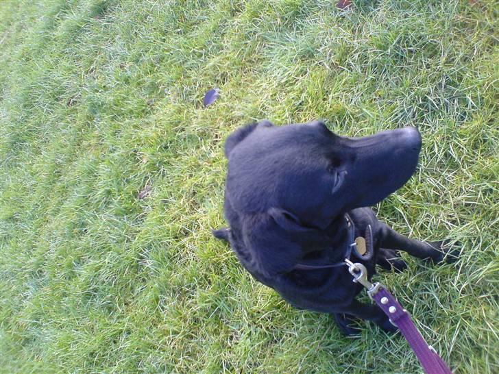 Labrador retriever Leica billede 3