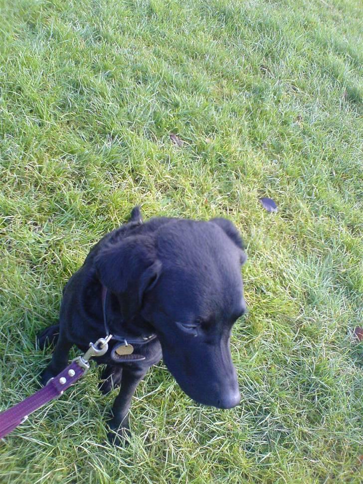 Labrador retriever Leica - Du er minskat<3 Foraltid!<3 billede 4