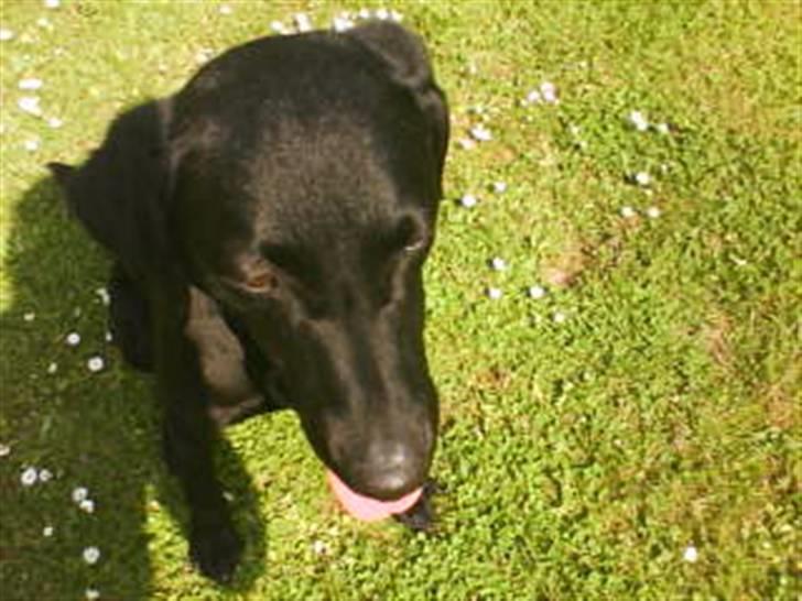 Labrador retriever Leica - dig og mig! <3 billede 5