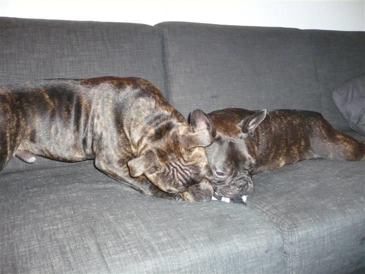 Staffordshire bull terrier Enoddens My lovers man (N billede 6