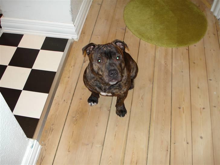 Staffordshire bull terrier Enoddens My lovers man (N billede 7