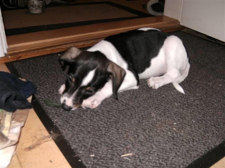 Dansk svensk gaardhund Bailey *SOLGT* - Den dag vi fik hende hjem (: billede 13