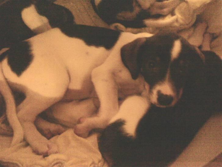 Dansk svensk gaardhund Bailey *SOLGT* billede 14