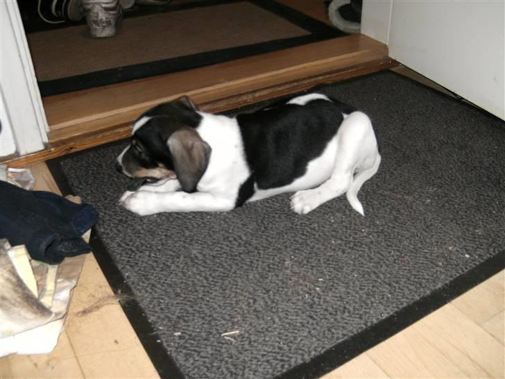 Dansk svensk gaardhund Bailey *SOLGT* billede 15