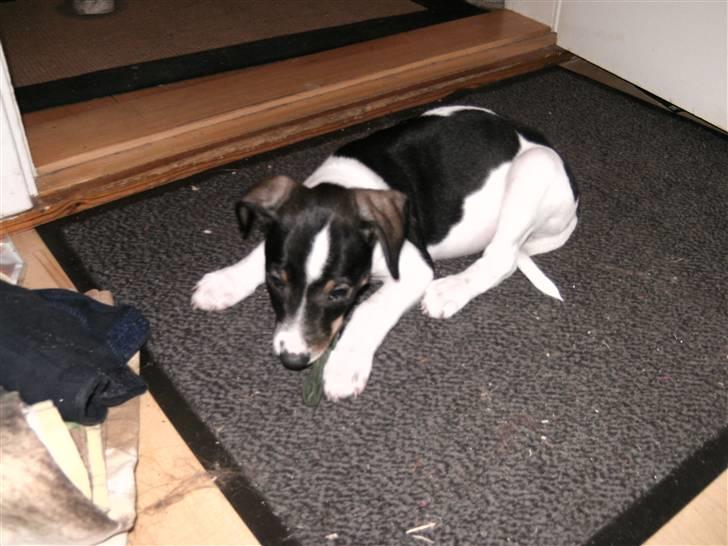 Dansk svensk gaardhund Bailey *SOLGT* billede 16