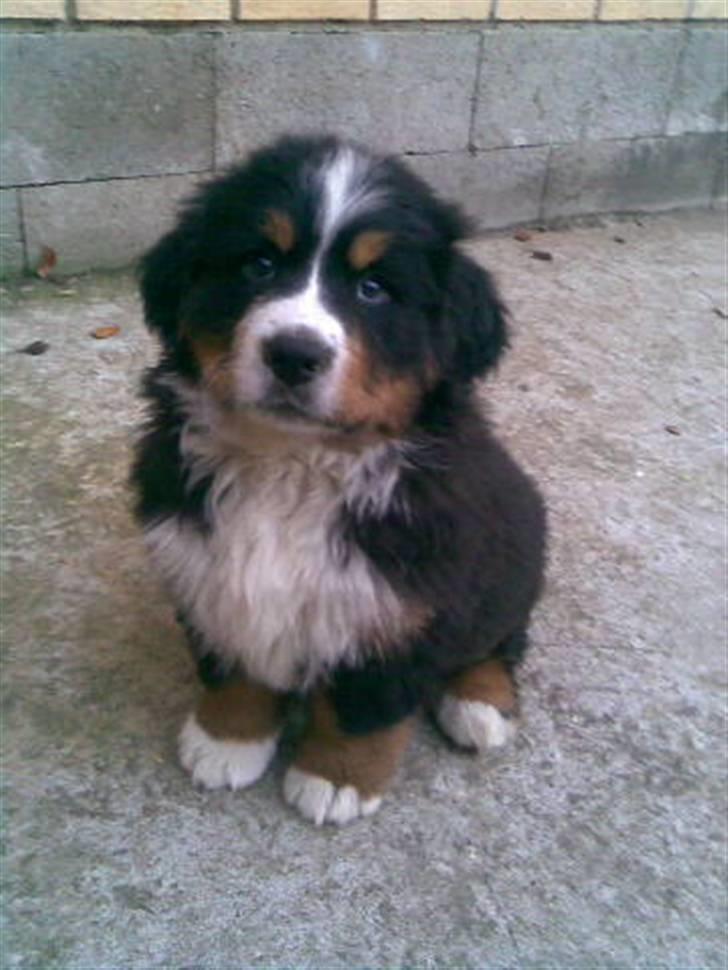 Berner sennenhund prop - det første billed jeg fik fra hans opdrætter tak dorthe :-) billede 1