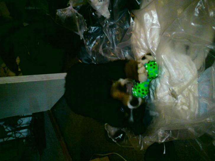 Berner sennenhund prop - det er altså sjovest at være de steder hvor vi ikke må  billede 2