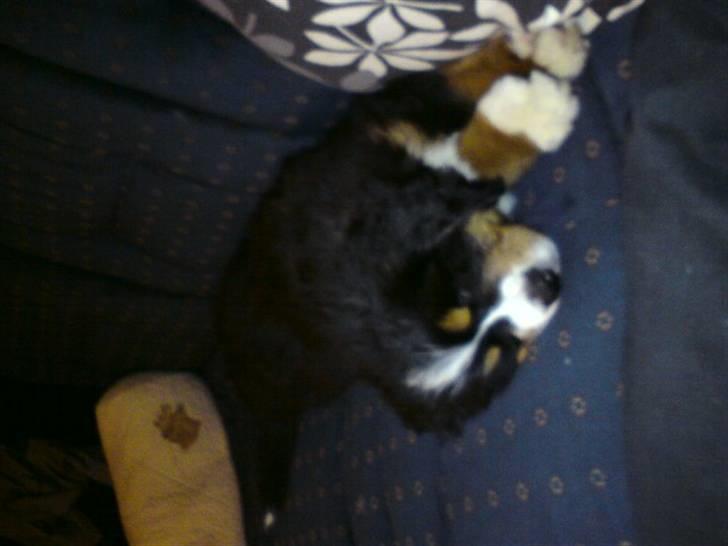 Berner sennenhund prop - det er hårdt at være fræk hele tiden ss billede 3